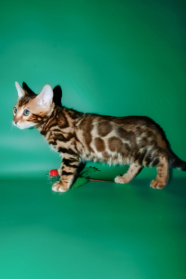 Dik | Bengal Kitten