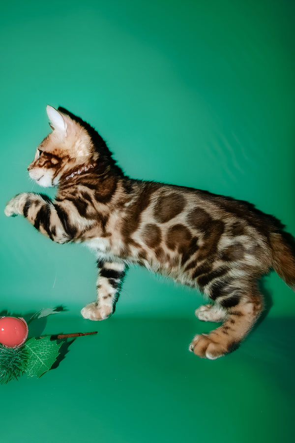 Dik | Bengal Kitten
