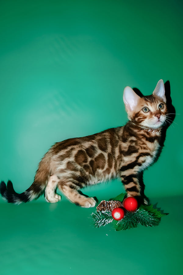 Dik | Bengal Kitten