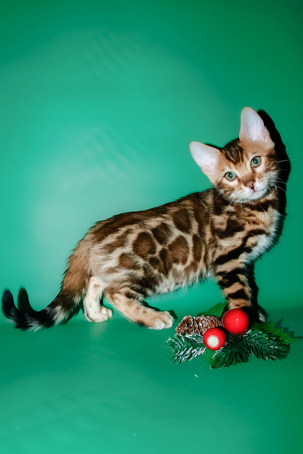 Dik | Bengal Kitten