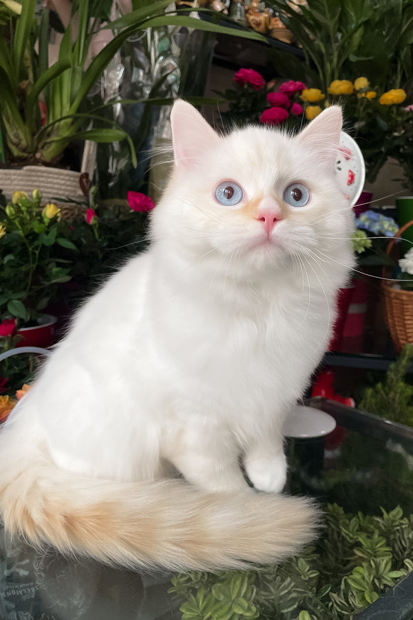 Dilan | Ragdoll Kitten