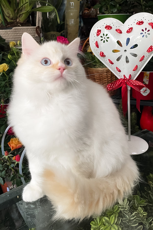 Dilan | Ragdoll Kitten