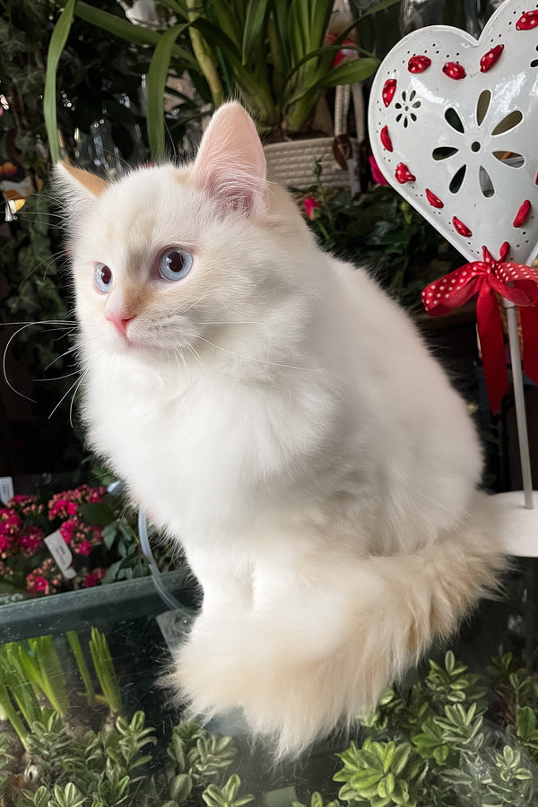 Dilan | Ragdoll Kitten