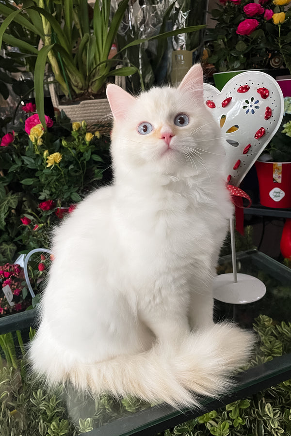 Dilan | Ragdoll Kitten