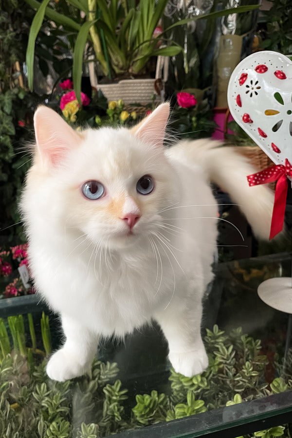 Dilan | Ragdoll Kitten