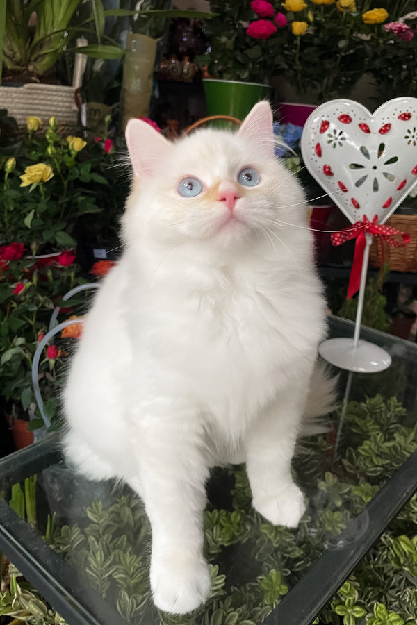 Dilan | Ragdoll Kitten