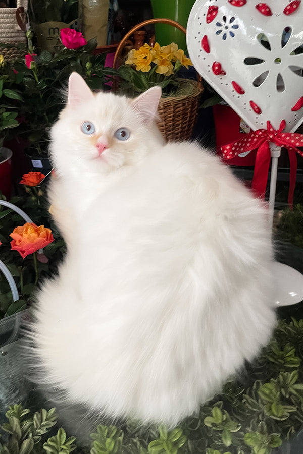 Dilan | Ragdoll Kitten