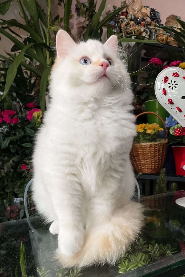 Dilan | Ragdoll Kitten