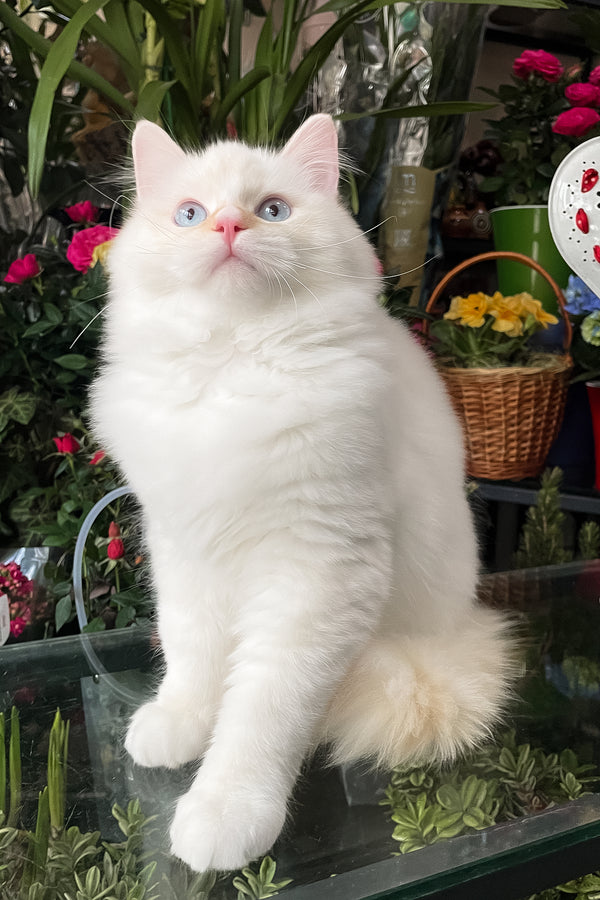 Dilan | Ragdoll Kitten