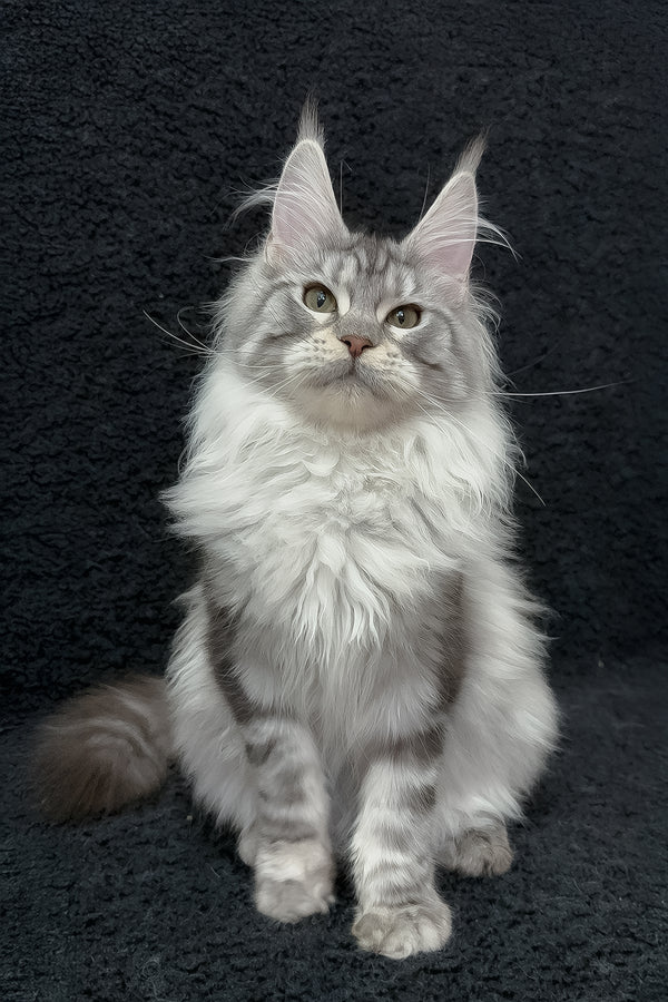 Dilayla | Maine Coon Kitten