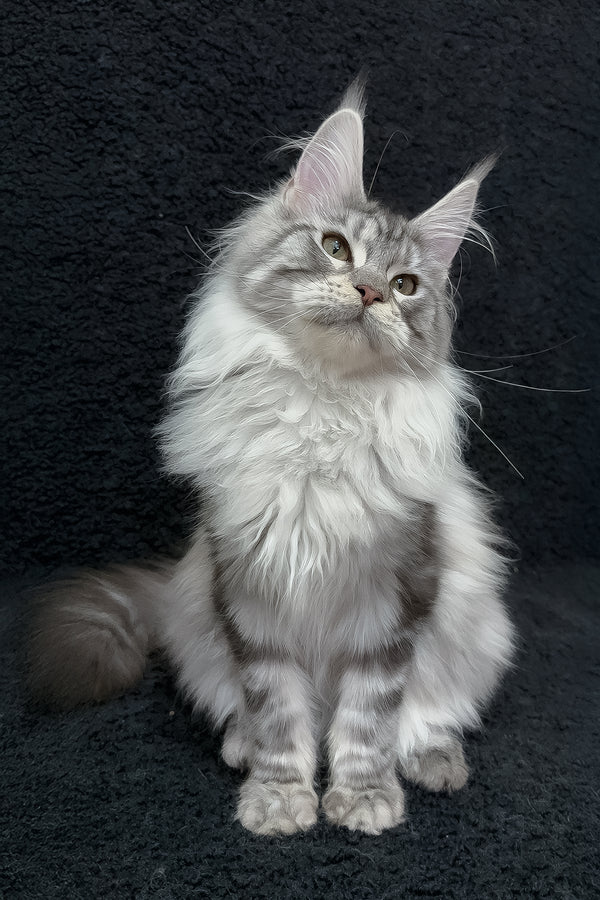 Dilayla | Maine Coon Kitten