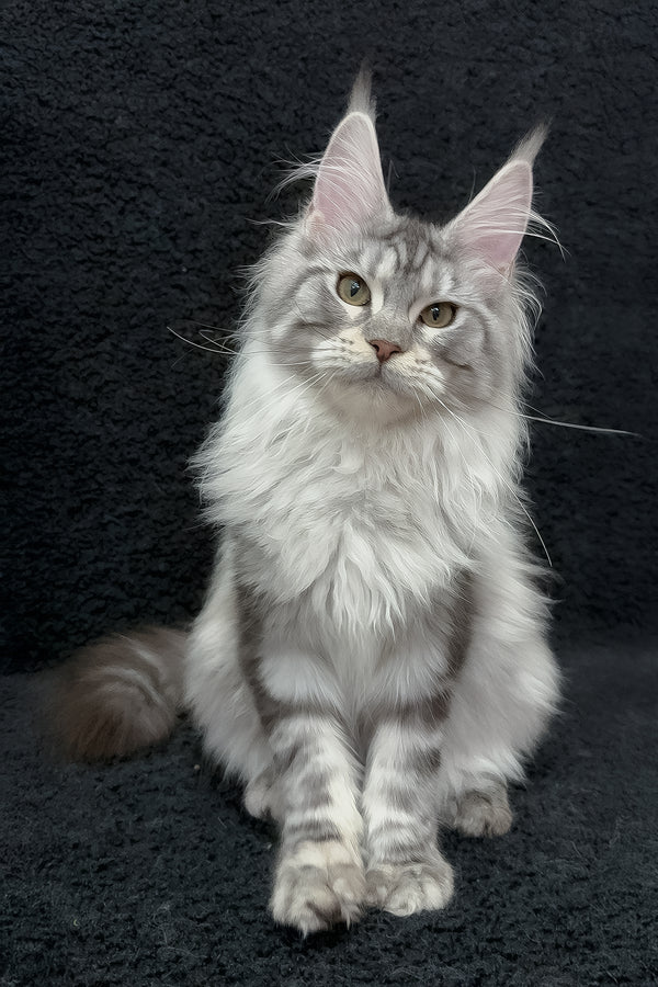 Dilayla | Maine Coon Kitten