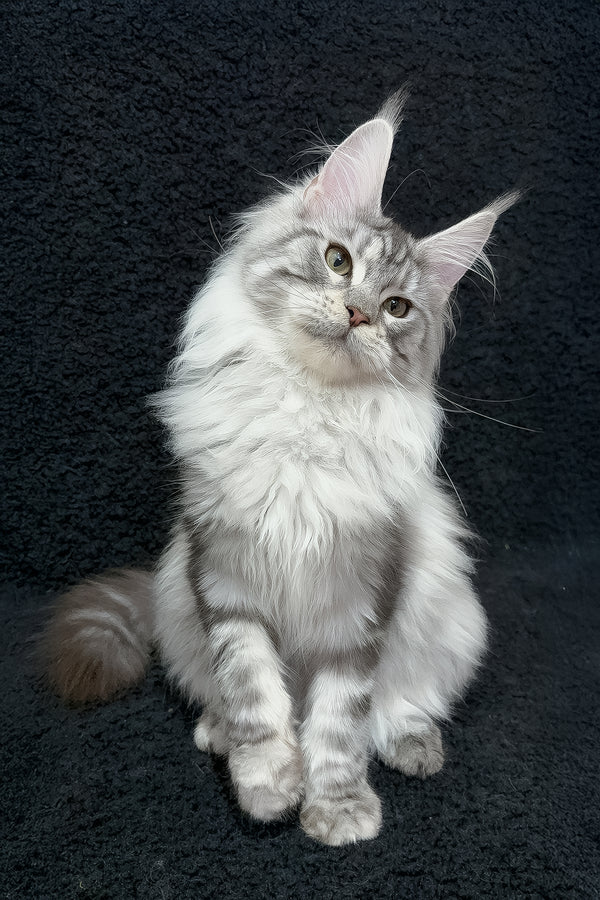 Dilayla | Maine Coon Kitten
