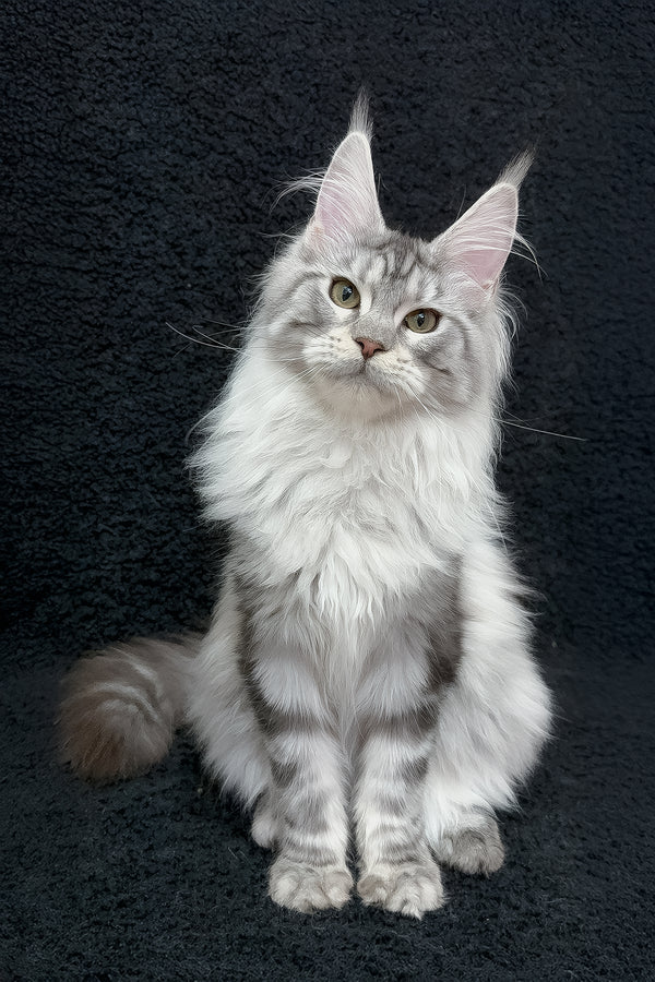 Dilayla | Maine Coon Kitten
