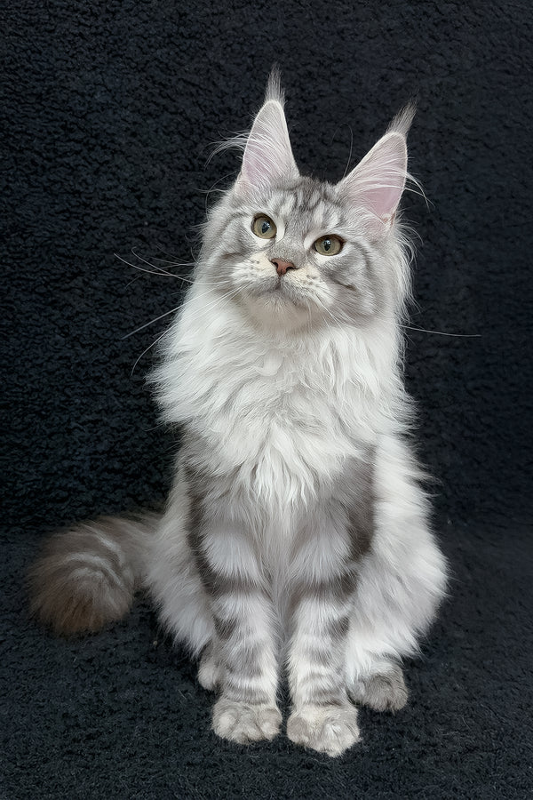 Dilayla | Maine Coon Kitten