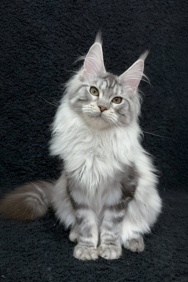 Dilayla | Maine Coon Kitten