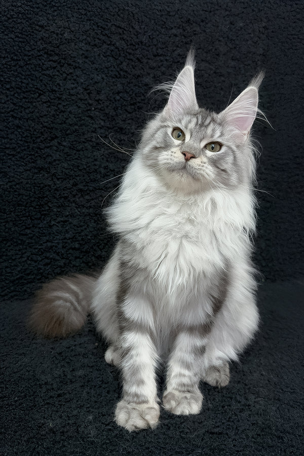 Dilayla | Maine Coon Kitten