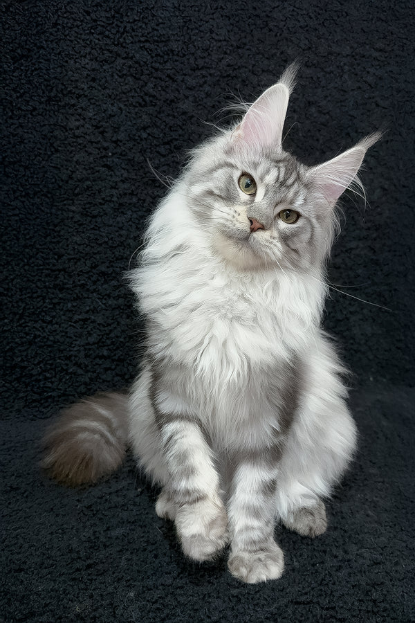 Dilayla | Maine Coon Kitten