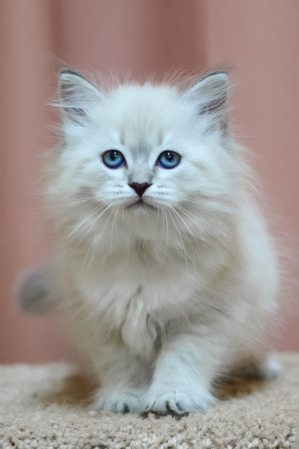 Dina | Siberian Kitten