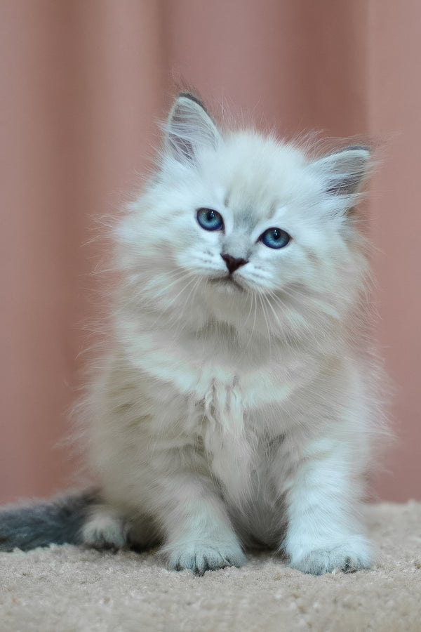 Dina | Siberian Kitten