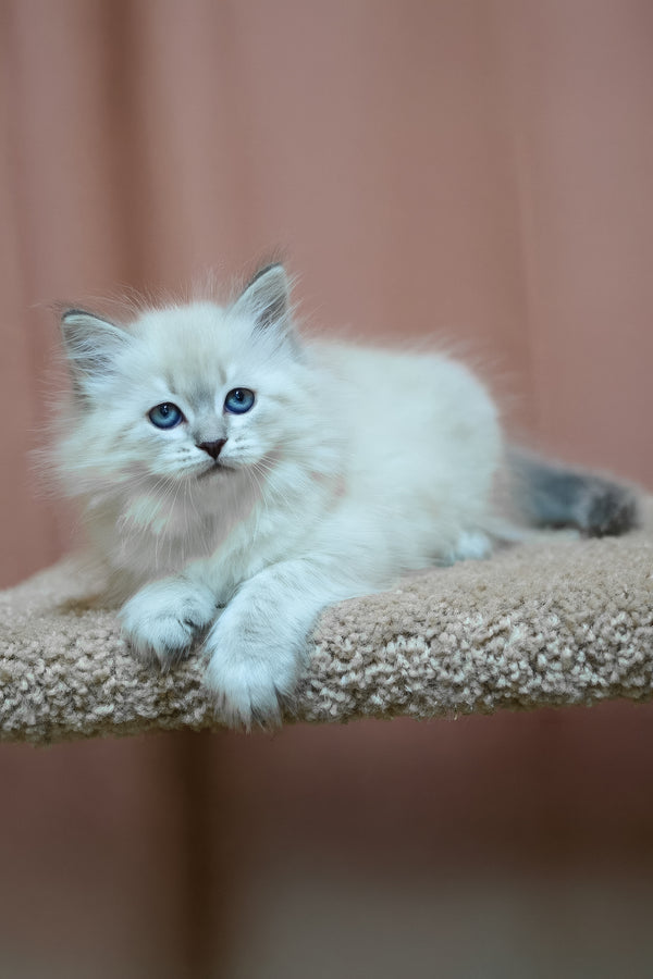 Dina | Siberian Kitten