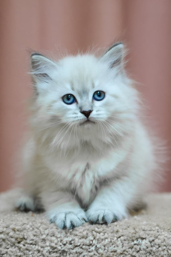 Dina | Siberian Kitten