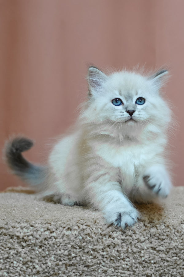 Dina | Siberian Kitten