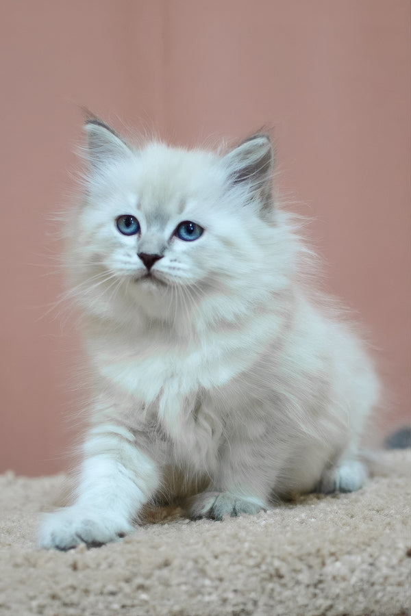 Dina | Siberian Kitten