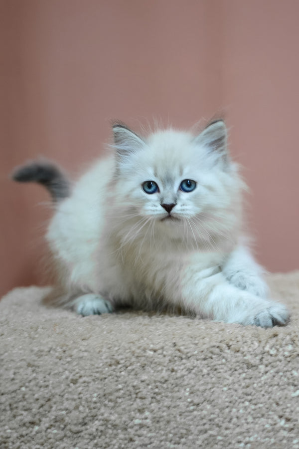 Dina | Siberian Kitten