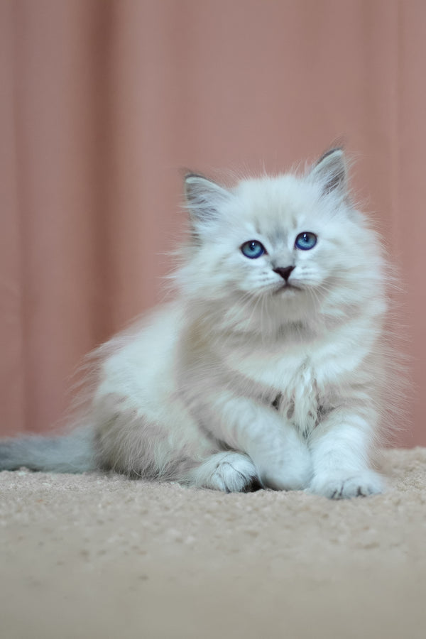 Dina | Siberian Kitten