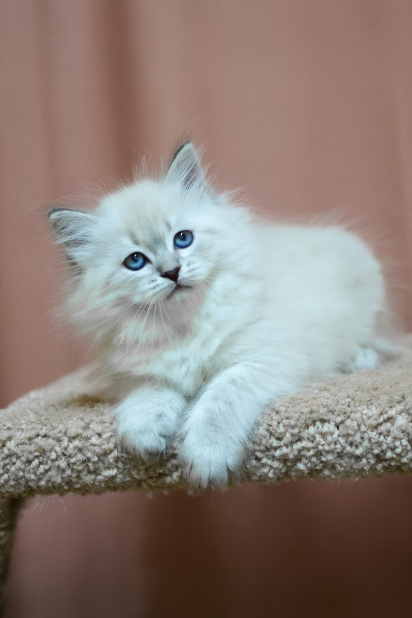 Dina | Siberian Kitten