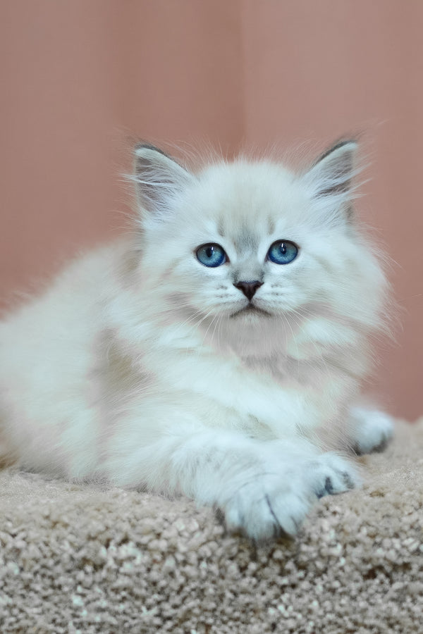Dina | Siberian Kitten