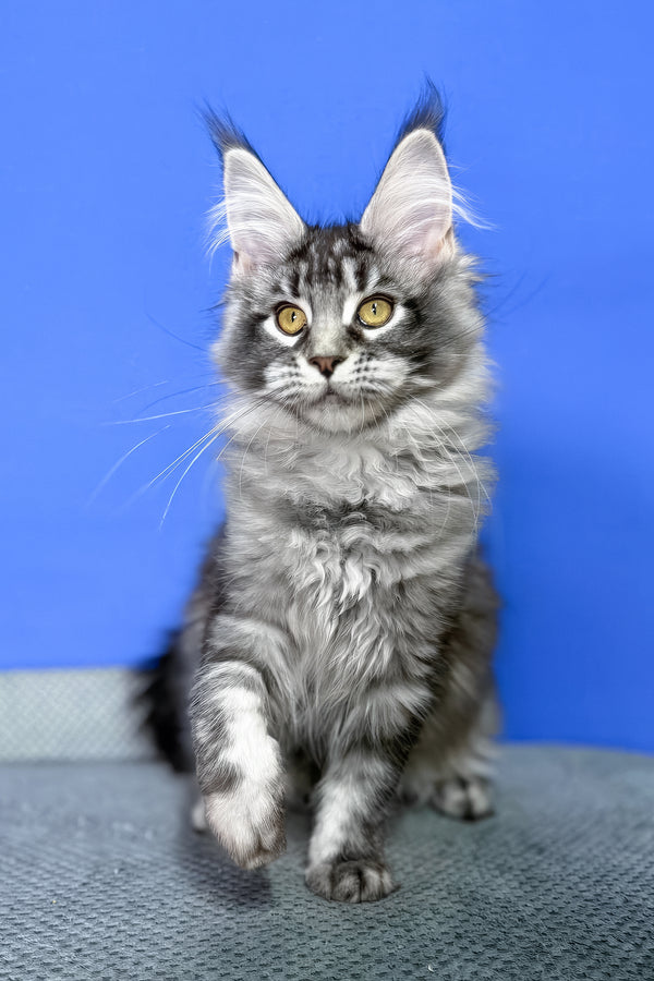 Dina | Maine Coon Kitten