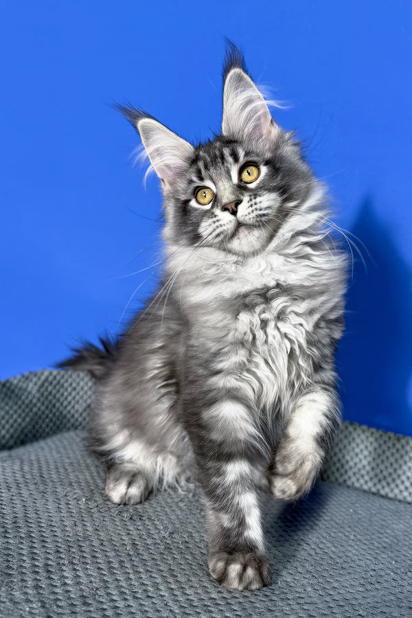 Dina | Maine Coon Kitten