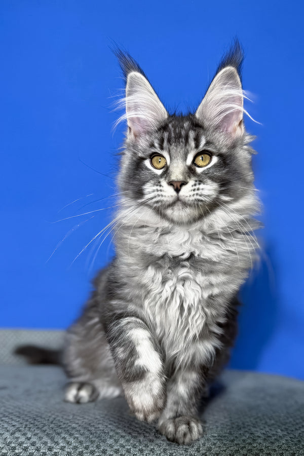 Dina | Maine Coon Kitten