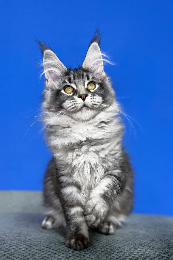 Dina | Maine Coon Kitten
