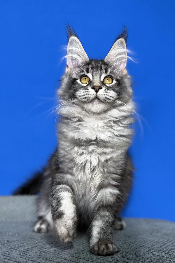 Dina | Maine Coon Kitten