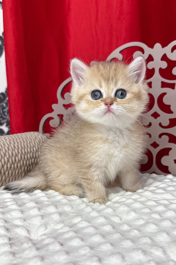 Dina | British Shorthair Kitten