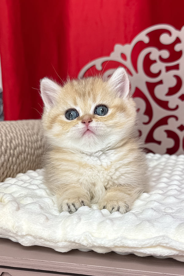 Dina | British Shorthair Kitten