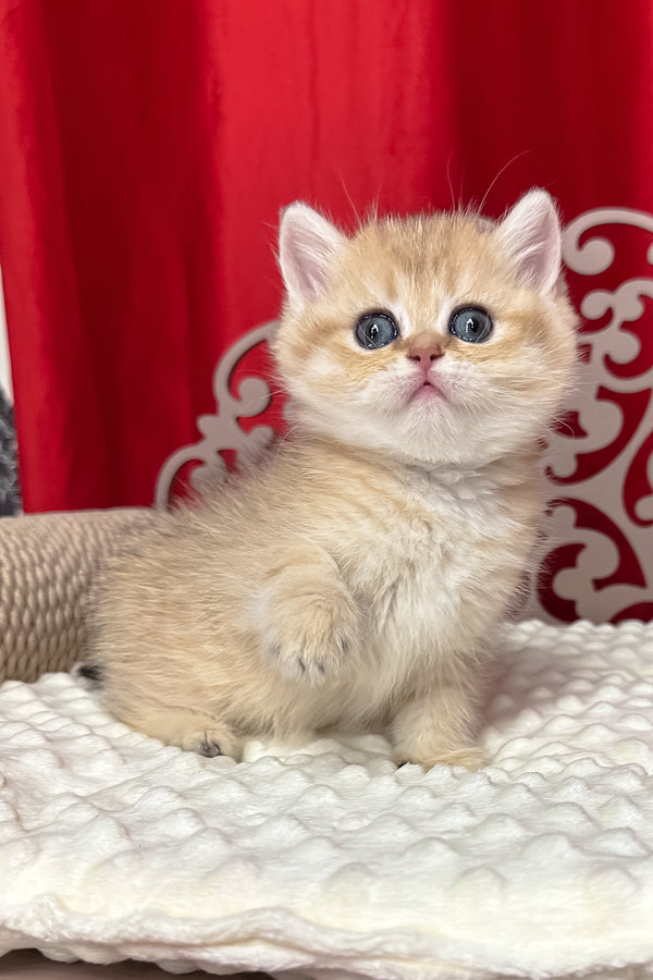 Dina | British Shorthair Kitten
