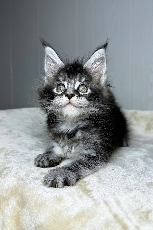Dina | Maine Coon Kitten