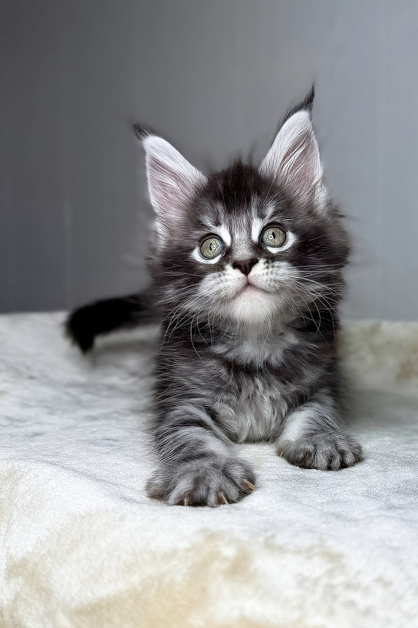 Dina | Maine Coon Kitten