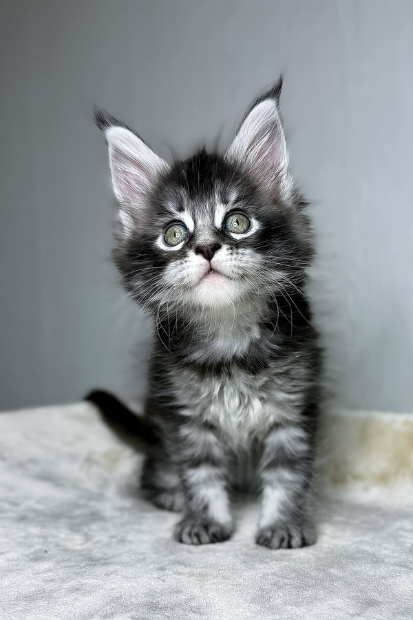 Dina | Maine Coon Kitten