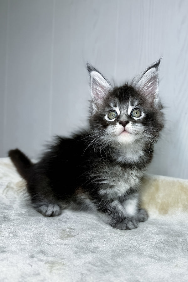 Dina | Maine Coon Kitten