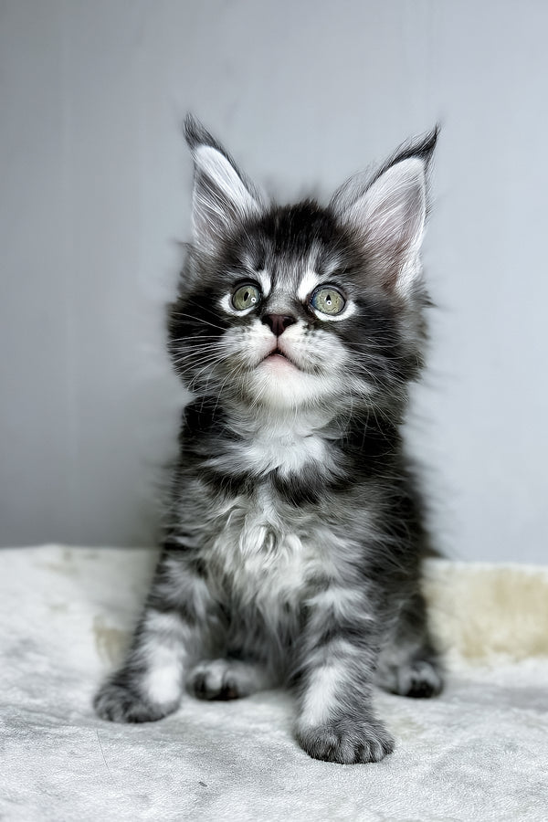 Dina | Maine Coon Kitten