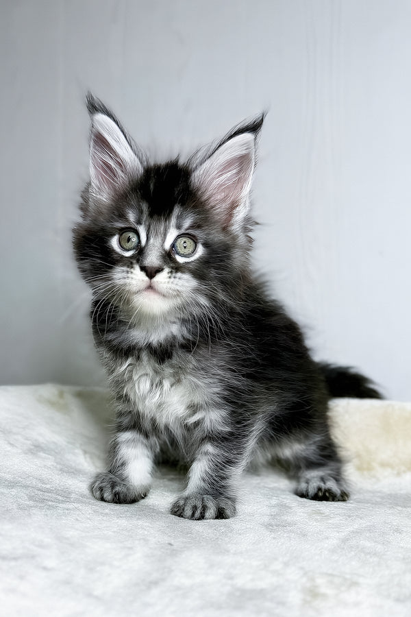 Dina | Maine Coon Kitten