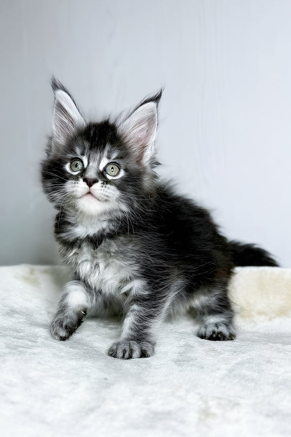 Dina | Maine Coon Kitten