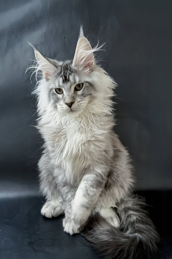 Dinamit | Maine Coon Kitten