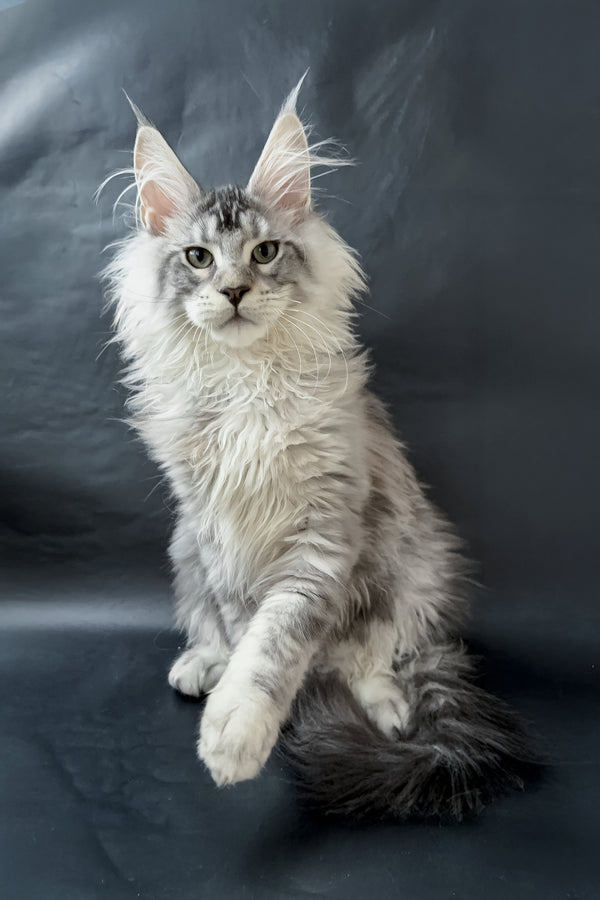 Dinamit | Maine Coon Kitten