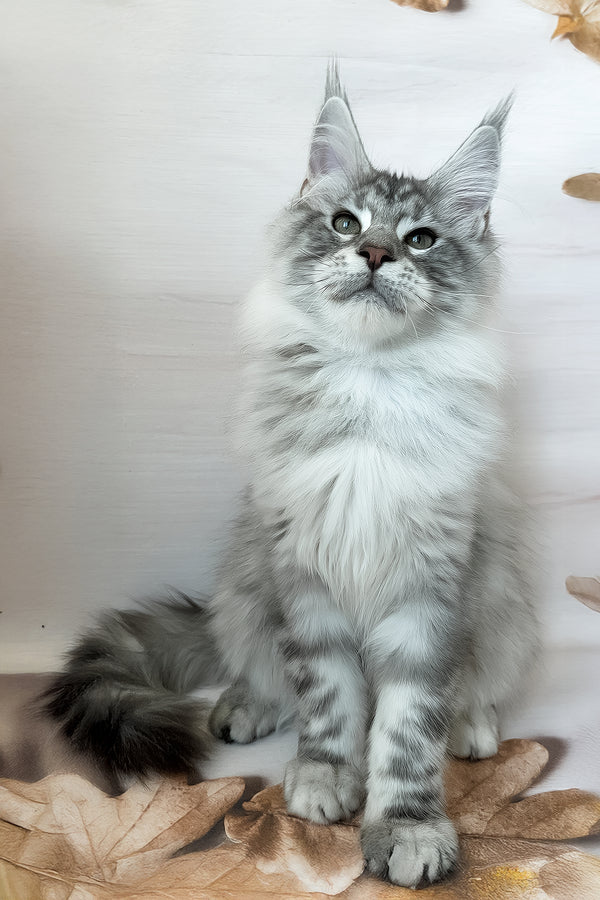 Dinamit | Maine Coon Kitten